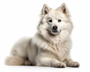 Obraz premium photo of Eskimo dog isolated on white background. Generative AI