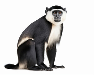 photo of diana monkey isolated on white background. Generative AI