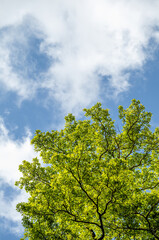 Green and Yellow Tree Under Blue and White Sky.