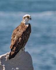 Eastern Osprey (Pandion haliaetus cristatus) perched on the breakwall at Yamba, NSW, Australia