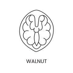 Half walnut line icon in vector, nuts illustration.