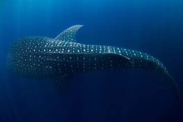 Whale shark swimming in deep ocean. Amazing spot patterns of the worlds largest fish.