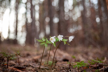 Snowdrops in the forest with beautiful soft light marking the coming of spring. Spring awakening of flowers in forest on background of sunshine