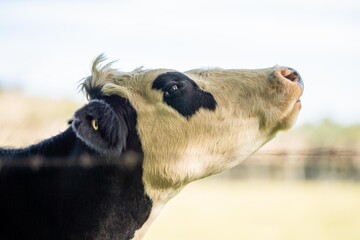 Cows in a field, cow eating grass in a field. Beef cows and calfs grazing on grass in Texas,...