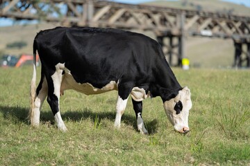 Cows in a field, cow eating grass in a field. Beef cows and calfs grazing on grass in Texas, America, exporting to Australia. eating grass and pasture.