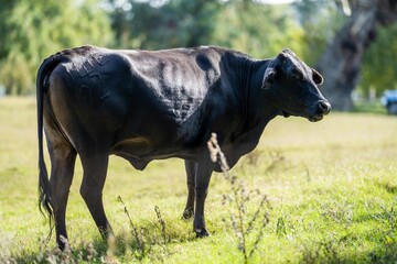 Fat Beef cows grazing on native grasses in a field on a farm practicing regenerative agriculture in Australia 