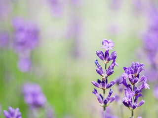 Fototapeta premium Background from violet lavender in the garden