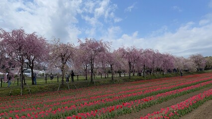 Fototapeta premium From all the flowers, I like the most those that bloom in spring.