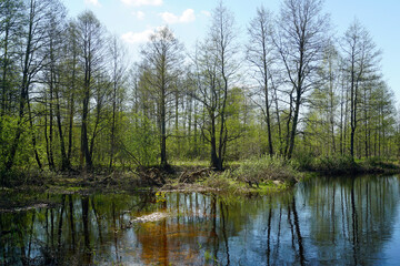 Fototapeta na wymiar Primitive protected forests. Beautiful forest in the Berezinsky Reserve in the floodplain and the Berezina River. Spring. April.