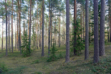Primitive protected forests. Beautiful pine coniferous forest in the Berezinsky Reserve. Spring. April.