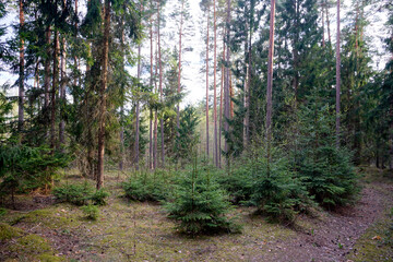 Primitive protected forests. Beautiful pine coniferous forest in the Berezinsky Reserve. Spring. April.
