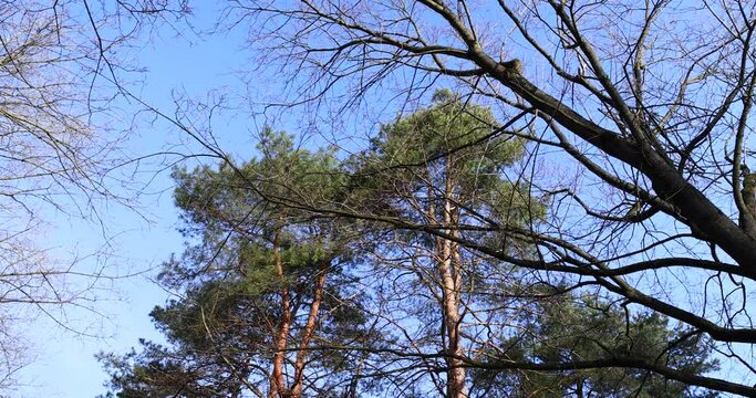 pine trees in early spring in sunny clear weather, blue sky and pine trees with deciduous trees in early spring