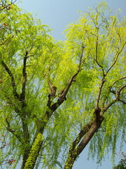 風に吹かれる春の若葉の枝垂れ柳と青空