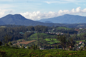 Naklejka na ściany i meble Landscape view of of misty mountains, tea estates of Nuwara Eliya, Sri Lanka