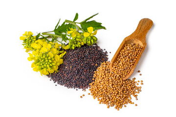 Rapeseed plant with yellow flowers and seeds. Mustard plant yellow blossom. Canola seeds and fresh...