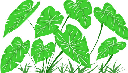 Taro leaf illustration background