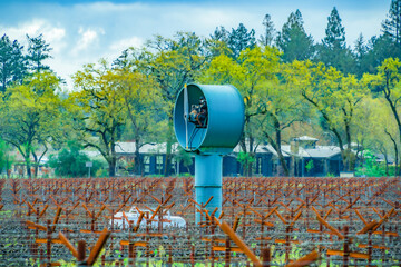 Vineyard with giant heater fan