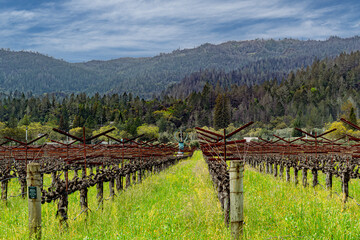 Vineyard with heater fan and blue sky