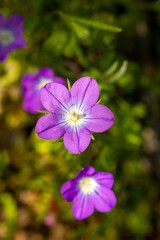 Wild flower; scientific name; legousia pentagonia