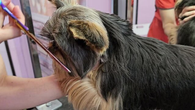 A grooming master shears a Yorkshire Terrier dog