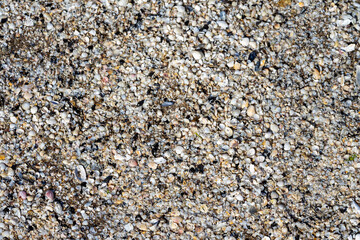 mussels stone background in the nature
