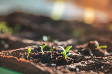 A small green sprouts in a peat pot, planting plants in the spring in open ground