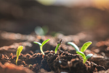 A small green sprouts in a peat pot, planting plants in the spring in open ground
