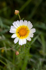 Fototapeta premium Glebionis coronaria is a species of flowering plant in the daisy family