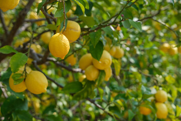 Gardens of lemon trees. Bunches of fresh yellow ripe lemons on the branches of a lemon tree in an Italian garden. Lemon garden in Italian ready for harvest.