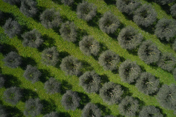 Olive trees top view. Olive tree gardens aerial view. Plantations of olive trees. Italian olive trees.