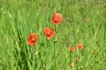 Long-headed poppy ( Papaver dubium ) flowers.
Papaveraceae annual plants. Blooms from April to May.