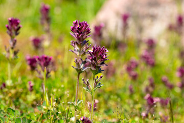 Small parentucellia latifolia plants with flowers in spring.