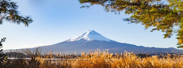 Foto op Plexiglas Fuji banner background of Mountain fuji with gold pine trees and gold grass with clear blue sky, landscape of japan volcano in the autumn and clear sky day looking refreshing.