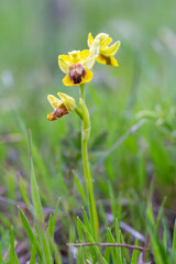 Wild orchid, ophrys lutea, Izmir - Turkey