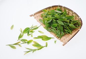 お茶の葉　摘み取り　新茶