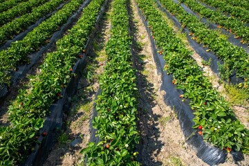 Strawberry Field (Emiralem - Izmir - Turkey)