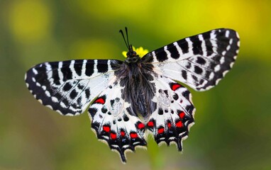 Forest Scalloped butterfly (Zerynthia cerisyi) on a plant