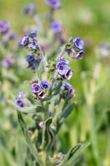 Beautiful wildflower, Cynoglossum creticum is a plant in the Boraginaceae family. It is native to the Mediterranean Basin, including the island of Crete. Macro image from Turkey