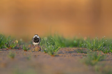 Looking at camera at sunrise, the white wagtail (Motacilla alba) 