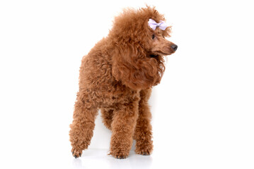 Portrait of miniature Brown poodle, Toy puppy on a white background 
