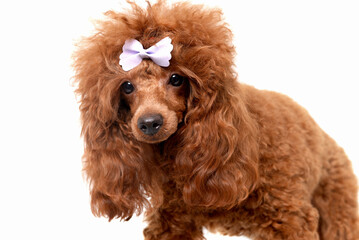 Cute red poodle dog walking towards camera