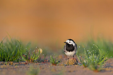 Sunrise in the meadow, the white wagtail among the grass (Motacilla alba)