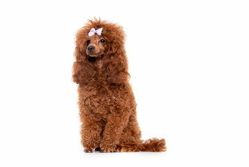 Portrait of miniature Brown poodle, Toy puppy on a white background 