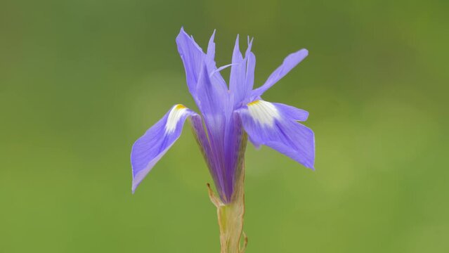Barbary Nut (Iris sisyrinchium) flower gently blowing in the wind against blurred natural green background
