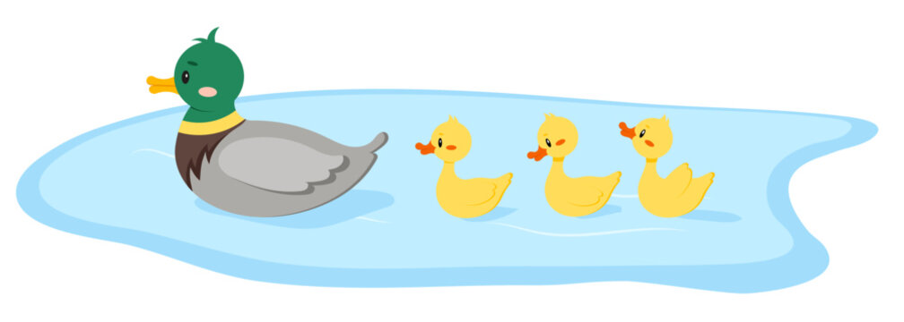 Duck bird with duckling swim in water isolated on white background. Cute farm mother bird with baby in row flat design cartoon style vector illustration. Funny poultry duck family.