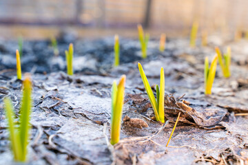 The garden bed is covered with fallen leaf mulch and fertilized with charcoal and sprouted green garlic. The first sprouts in the garden after winter, close-up