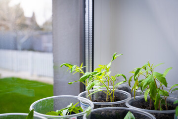 Seedlings of tomatoes in plastic cups on the windowsill close-up. Growing plants from seeds at...