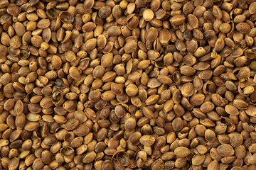 Heap of cannabis seeds close-up. Cannabis replacement as a food supplement, vegetable protein vitamins.