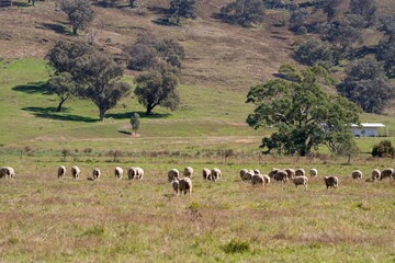 Fototapeta premium Merino sheep, grazing and eating grass in New zealand and Australia