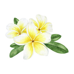 Yellow plumeria flowers. Tropical exotic flowers. Watercolor composition on a white background. For greeting cards, postcard, scrapbooking, packaging design
